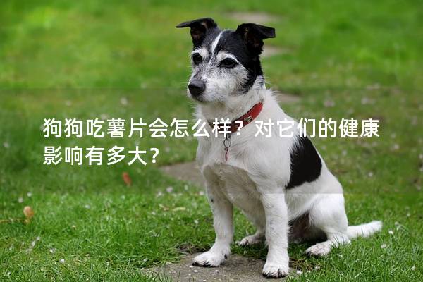 狗狗吃薯片會(huì)怎么樣？對(duì)它們的健康影響有多大？