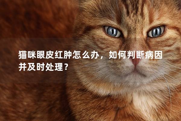 貓咪眼皮紅腫怎么辦，如何判斷病因并及時處理？