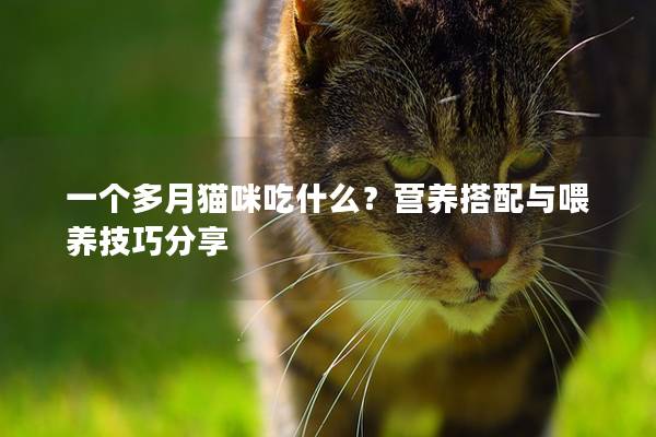 一個(gè)多月貓咪吃什么？營(yíng)養(yǎng)搭配與喂養(yǎng)技巧分享