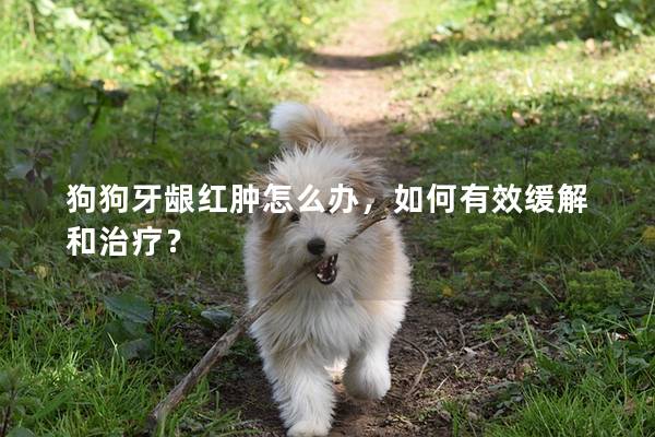 狗狗牙齦紅腫怎么辦，如何有效緩解和治療？