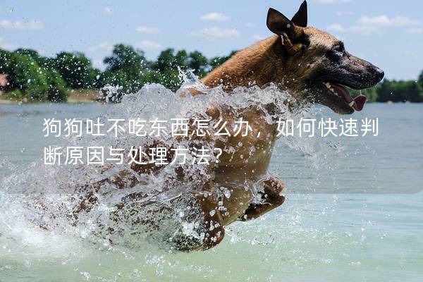 狗狗吐不吃東西怎么辦，如何快速判斷原因與處理方法？