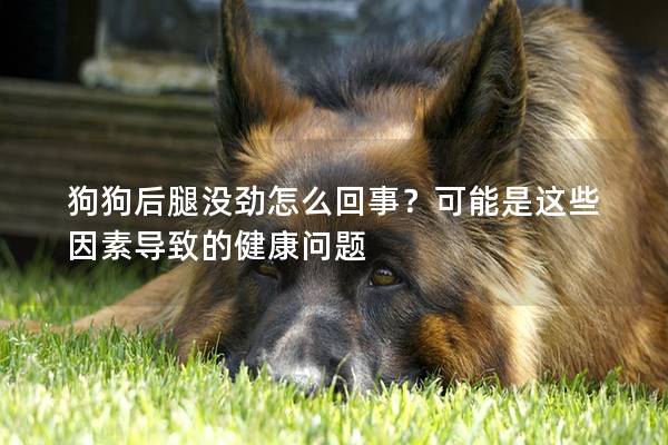 狗狗后腿沒勁怎么回事?可能是這些因素導致的健康問題 狗狗后腿沒勁怎么回事?可能是這些因素導致的健康問題