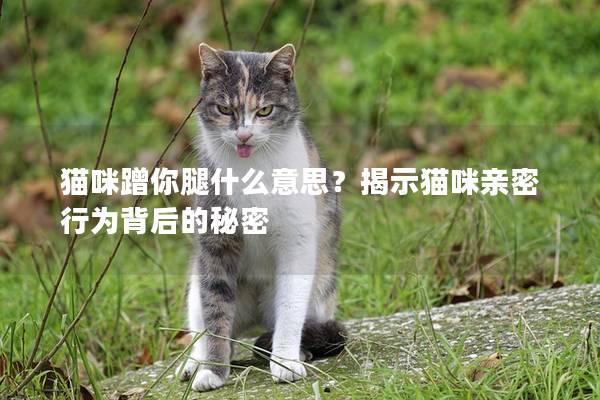 貓咪蹭你腿什么意思？揭示貓咪親密行為背后的秘密