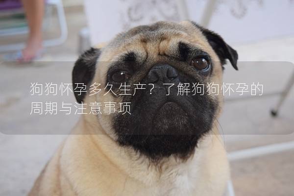 狗狗懷孕多久生產?了解狗狗懷孕的周期與注意事項 狗狗懷孕多久生產?了解狗狗懷孕的周期與注意事項