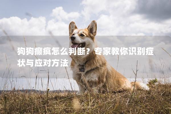 狗狗癲瘋怎么判斷?專家教你識別癥狀與應對方法 狗狗癲瘋怎么判斷?專家教你識別癥狀與應對方法