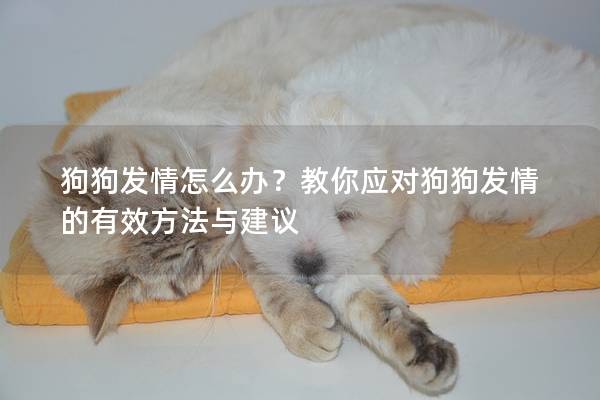 狗狗發情怎么辦？教你應對狗狗發情的有效方法與建議