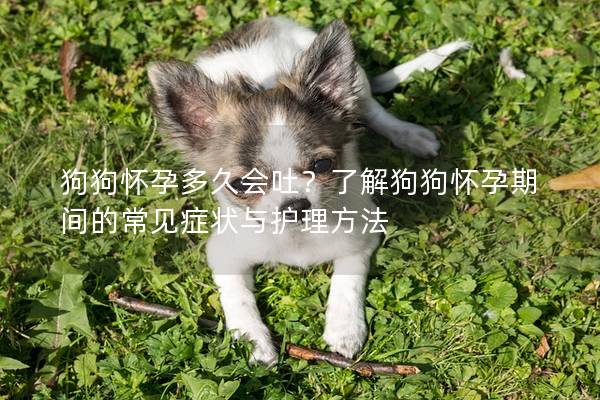 狗狗懷孕多久會吐？了解狗狗懷孕期間的常見癥狀與護理方法
