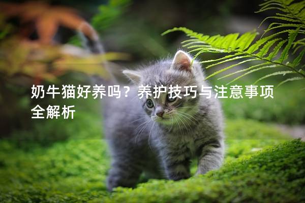 奶牛貓好養(yǎng)嗎？養(yǎng)護(hù)技巧與注意事項全解析