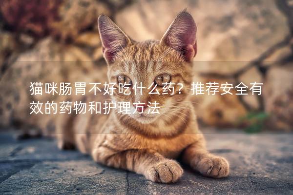 貓咪腸胃不好吃什么藥？推薦安全有效的藥物和護(hù)理方法