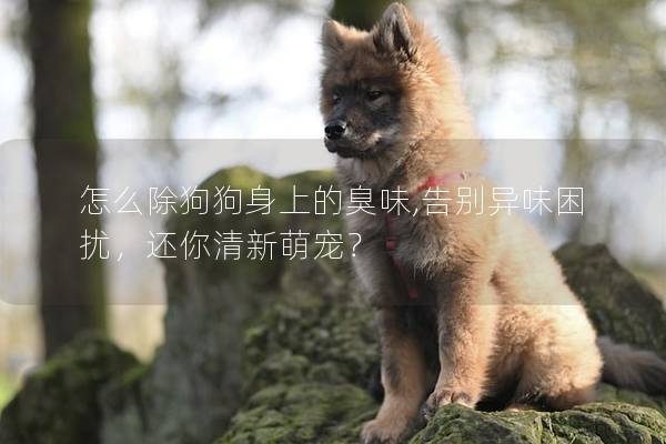 怎么除狗狗身上的臭味,告別異味困擾，還你清新萌寵？