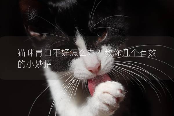 貓咪胃口不好怎么辦？教你幾個有效的小妙招