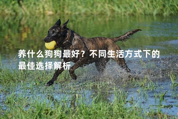 養什么狗狗最好？不同生活方式下的最佳選擇解析