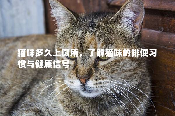 貓咪多久上廁所，了解貓咪的排便習慣與健康信號