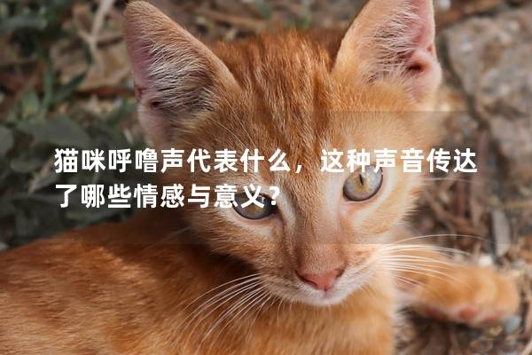 貓咪呼嚕聲代表什么，這種聲音傳達了哪些情感與意義？