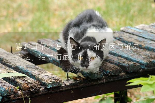 貓咪耳朵癢怎么辦？了解原因與解決方法，給愛貓最好的關(guān)懷