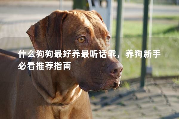 什么狗狗最好養(yǎng)最聽(tīng)話乖，養(yǎng)狗新手必看推薦指南