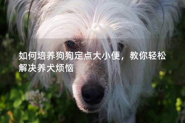 如何培養(yǎng)狗狗定點大小便，教你輕松解決養(yǎng)犬煩惱