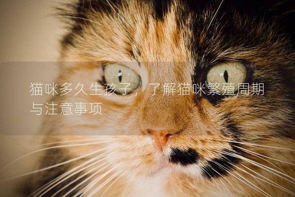 貓咪多久生孩子，了解貓咪繁殖周期與注意事項
