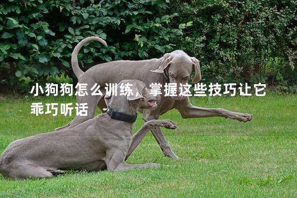 小狗狗怎么訓練，掌握這些技巧讓它乖巧聽話
