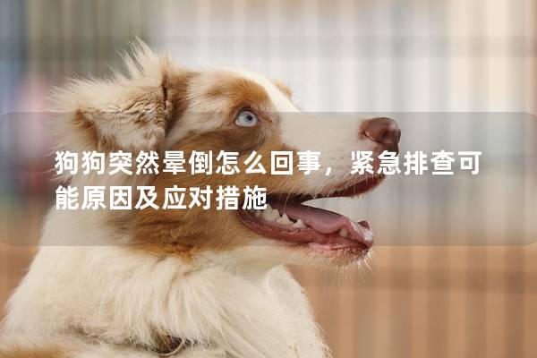 狗狗突然暈倒怎么回事，緊急排查可能原因及應(yīng)對(duì)措施