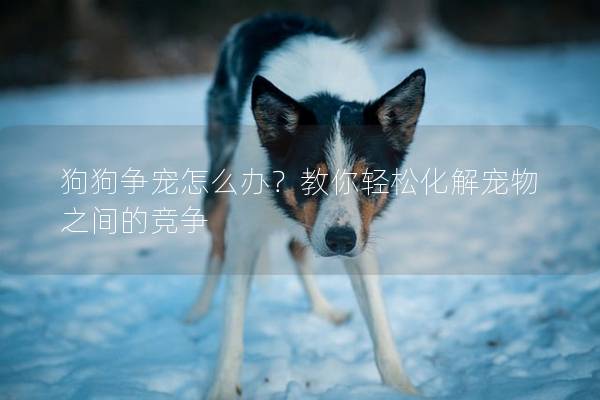 狗狗爭寵怎么辦？教你輕松化解寵物之間的競爭