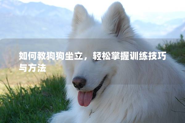 如何教狗狗坐立，輕松掌握訓練技巧與方法