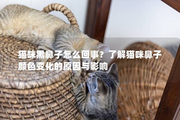 貓咪黑鼻子怎么回事？了解貓咪鼻子顏色變化的原因與影響