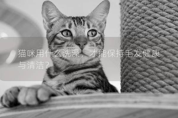 貓咪用什么洗澡，才能保持毛發健康與清潔？