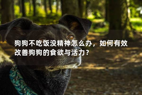 狗狗不吃飯沒精神怎么辦，如何有效改善狗狗的食欲與活力？