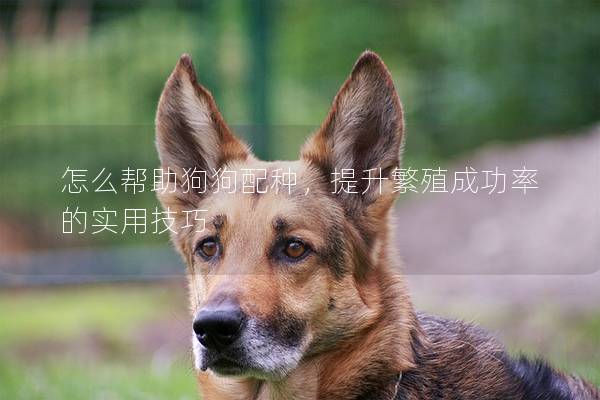怎么幫助狗狗配種，提升繁殖成功率的實用技巧