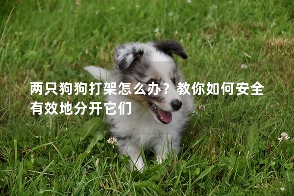 兩只狗狗打架怎么辦？教你如何安全有效地分開(kāi)它們