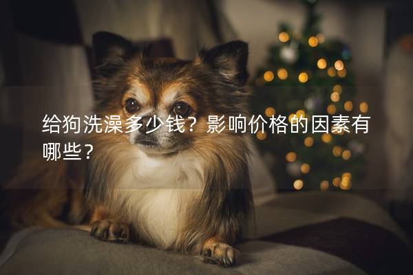 給狗洗澡多少錢？影響價格的因素有哪些？