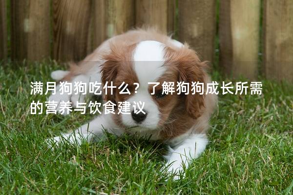 滿月狗狗吃什么?了解狗狗成長所需的營養與飲食建議 滿月狗狗吃什么?了解狗狗成長所需的營養與飲食建議
