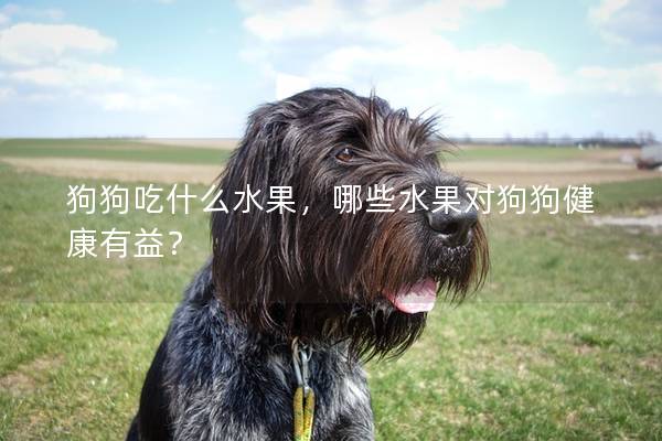 狗狗吃什么水果,哪些水果對狗狗健康有益? 狗狗吃什么水果,哪些水果對狗狗健康有益?