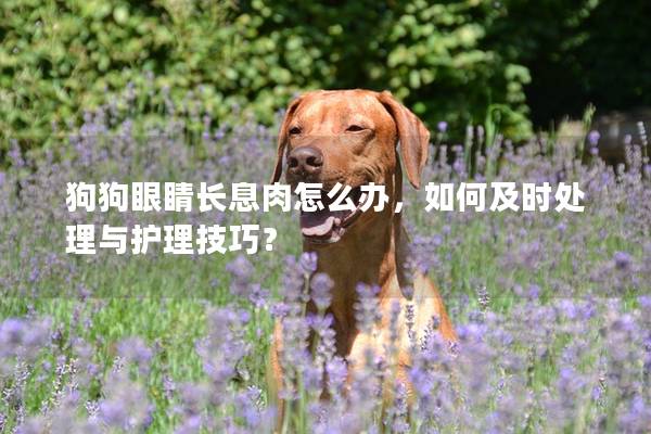 狗狗眼睛長(zhǎng)息肉怎么辦，如何及時(shí)處理與護(hù)理技巧？
