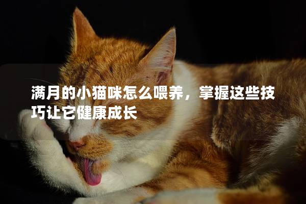 滿月的小貓咪怎么喂養，掌握這些技巧讓它健康成長