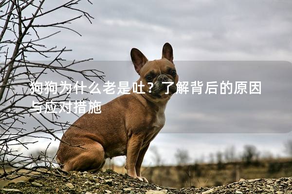 狗狗為什么老是吐？了解背后的原因與應對措施