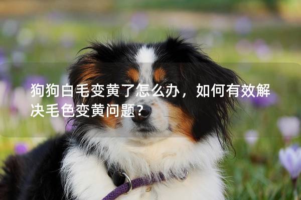 狗狗白毛變黃了怎么辦，如何有效解決毛色變黃問(wèn)題？