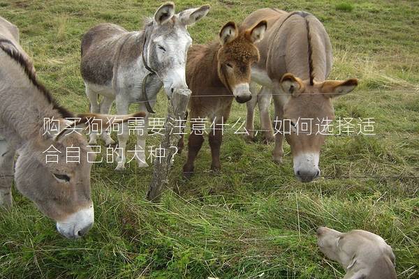 購買狗狗需要注意什么，如何選擇適合自己的犬種？