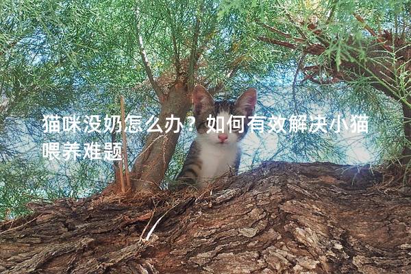 貓咪沒奶怎么辦?如何有效解決小貓喂養難題 貓咪沒奶怎么辦?如何有效解決小貓喂養難題