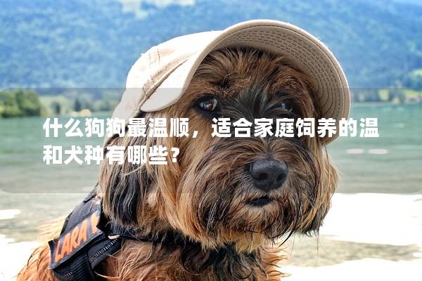 什么狗狗最溫順，適合家庭飼養(yǎng)的溫和犬種有哪些？