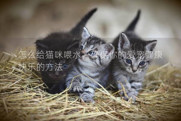 怎么給貓咪喂水，確保你的愛寵健康快樂的方法