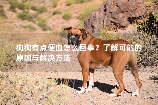 狗狗有點便血怎么回事？了解可能的原因與解決方法