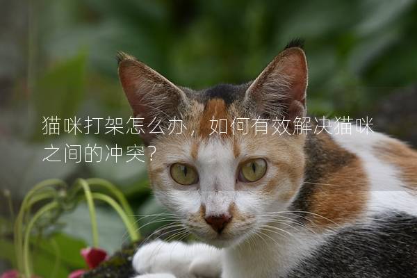 貓咪打架怎么辦，如何有效解決貓咪之間的沖突？