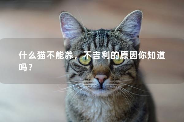 什么貓不能養(yǎng)，不吉利的原因你知道嗎？