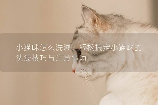 小貓咪怎么洗澡，輕松搞定小貓咪的洗澡技巧與注意事項