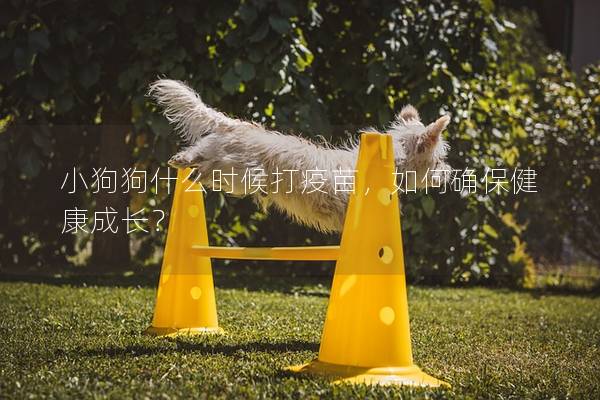 小狗狗什么時候打疫苗，如何確保健康成長？