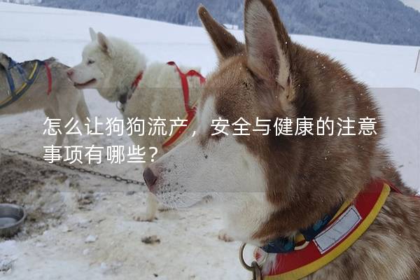怎么讓狗狗流產，安全與健康的注意事項有哪些？