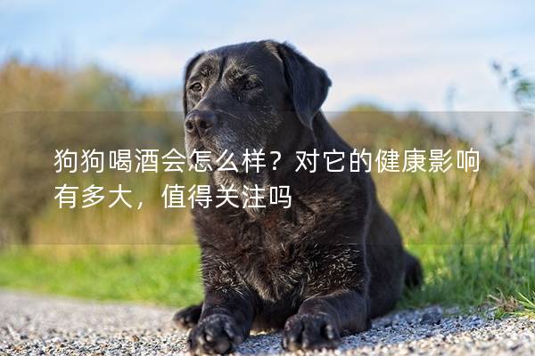 狗狗喝酒會怎么樣？對它的健康影響有多大，值得關注嗎