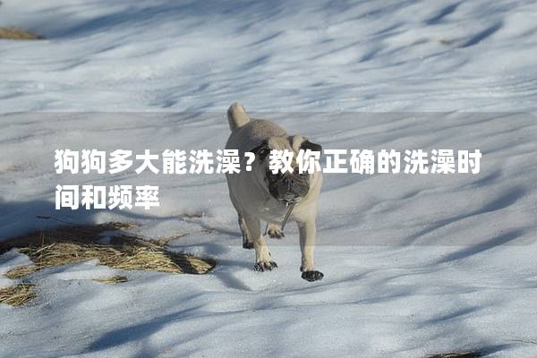 狗狗多大能洗澡？教你正確的洗澡時間和頻率